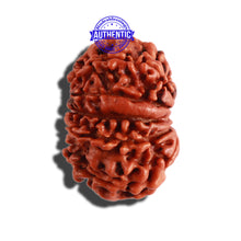 Load image into Gallery viewer, 11 Mukhi Nepalese Ganesha Rudraksha - Bead No. 278