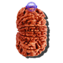 Load image into Gallery viewer, 11 Mukhi Nepalese Ganesha Rudraksha - Bead No. 279
