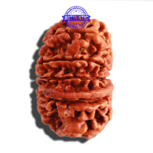 Load image into Gallery viewer, 11 Mukhi Nepalese Ganesha Rudraksha - Bead No. 279