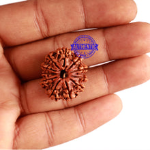 Load image into Gallery viewer, 11 Mukhi Nepalese Rudraksha - Bead No. 280