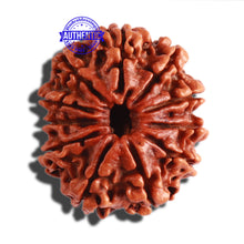 Load image into Gallery viewer, 11 Mukhi Nepalese Rudraksha - Bead No. 280