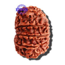 Load image into Gallery viewer, 11 Mukhi Nepalese Rudraksha - Bead No. 280