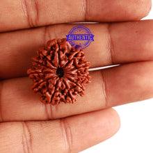 Load image into Gallery viewer, 11 Mukhi Nepalese Rudraksha - Bead No. 282