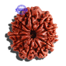 Load image into Gallery viewer, 11 Mukhi Nepalese Rudraksha - Bead No. 282