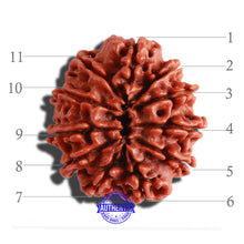 Load image into Gallery viewer, 11 Mukhi Nepalese Rudraksha - Bead No. 282