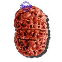 Load image into Gallery viewer, 11 Mukhi Nepalese Rudraksha - Bead No. 282