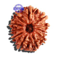 Load image into Gallery viewer, 11 Mukhi Nepalese Rudraksha - Bead No. 283