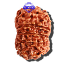 Load image into Gallery viewer, 11 Mukhi Nepalese Rudraksha - Bead No. 283