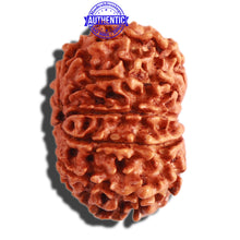 Load image into Gallery viewer, 11 Mukhi Nepalese Rudraksha - Bead No. 283