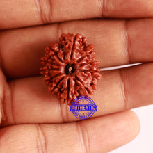 Load image into Gallery viewer, 11 Mukhi Nepalese Rudraksha - Bead No. 284