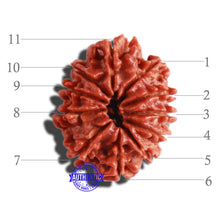 Load image into Gallery viewer, 11 Mukhi Nepalese Rudraksha - Bead No. 284