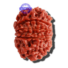 Load image into Gallery viewer, 11 Mukhi Nepalese Rudraksha - Bead No. 284