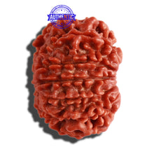 Load image into Gallery viewer, 11 Mukhi Nepalese Rudraksha - Bead No. 284