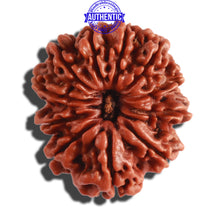 Load image into Gallery viewer, 11 Mukhi Nepalese Rudraksha - Bead No. 299