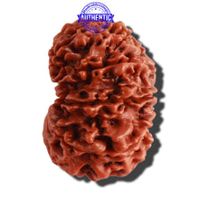 Load image into Gallery viewer, 11 Mukhi Nepalese Rudraksha - Bead No. 299