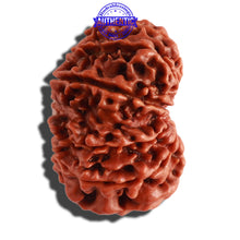 Load image into Gallery viewer, 11 Mukhi Nepalese Rudraksha - Bead No. 299