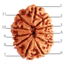 Load image into Gallery viewer, 11 Mukhi Nepalese Rudraksha - Bead No. 300