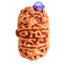 Load image into Gallery viewer, 11 Mukhi Nepalese Rudraksha - Bead No. 300
