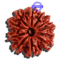 Load image into Gallery viewer, 11 Mukhi Nepalese Rudraksha - Bead No. 301