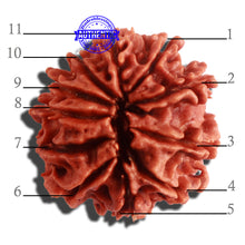 Load image into Gallery viewer, 11 Mukhi Nepalese Rudraksha - Bead No. 301
