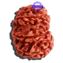 Load image into Gallery viewer, 11 Mukhi Nepalese Rudraksha - Bead No. 301