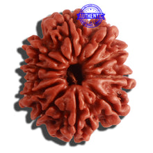Load image into Gallery viewer, 11 Mukhi Nepalese Rudraksha - Bead No. 303