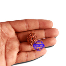Load image into Gallery viewer, 11 Mukhi Nepalese Rudraksha - Bead No. 304