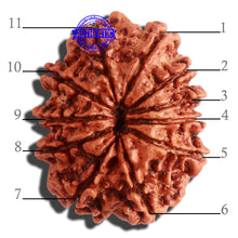 Load image into Gallery viewer, 11 Mukhi Nepalese Rudraksha - Bead No. 304