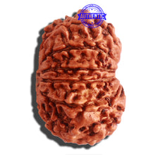 Load image into Gallery viewer, 11 Mukhi Nepalese Rudraksha - Bead No. 304