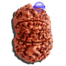 Load image into Gallery viewer, 11 Mukhi Nepalese Rudraksha - Bead No. 304