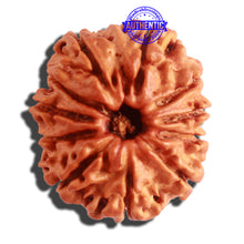 Load image into Gallery viewer, 11 Mukhi Nepalese Rudraksha - Bead No. 305