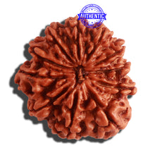 Load image into Gallery viewer, 11 Mukhi Nepalese Rudraksha - Bead No. 310