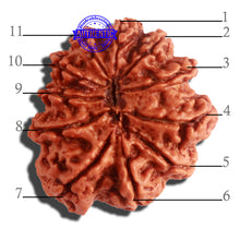 Load image into Gallery viewer, 11 Mukhi Nepalese Rudraksha - Bead No. 310
