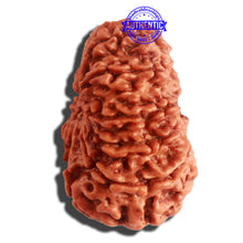Load image into Gallery viewer, 11 Mukhi Nepalese Rudraksha - Bead No. 310