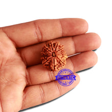 Load image into Gallery viewer, 11 Mukhi Nepalese Ganesha Rudraksha - Bead No. 311