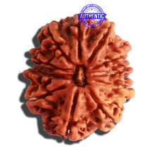 Load image into Gallery viewer, 11 Mukhi Nepalese Ganesha Rudraksha - Bead No. 311