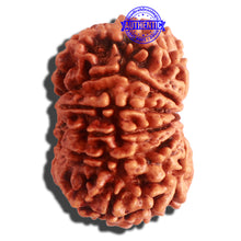 Load image into Gallery viewer, 11 Mukhi Nepalese Rudraksha - Bead No. 312