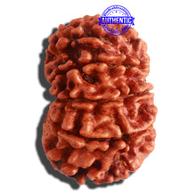 Load image into Gallery viewer, 11 Mukhi Nepalese Rudraksha - Bead No. 312
