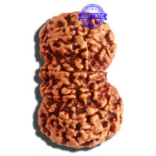 Load image into Gallery viewer, 11 Mukhi Nepalese Rudraksha - Bead No. 313