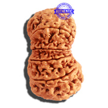 Load image into Gallery viewer, 11 Mukhi Nepalese Rudraksha - Bead No. 314