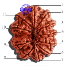 Load image into Gallery viewer, 11 Mukhi Nepalese Rudraksha - Bead No. 315