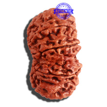 Load image into Gallery viewer, 11 Mukhi Nepalese Rudraksha - Bead No. 315