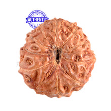 Load image into Gallery viewer, 11 Mukhi Indonesian Rudraksha - Bead No. 3