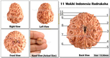 Load image into Gallery viewer, 11 Mukhi Indonesian Rudraksha - Bead No. 3