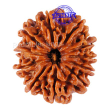 Load image into Gallery viewer, 11 Mukhi Nepalese Rudraksha - Bead No. 54
