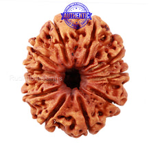 Load image into Gallery viewer, 11 Mukhi Nepalese Rudraksha - Bead No. 62