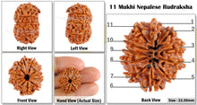 Load image into Gallery viewer, 11 Mukhi Nepalese Rudraksha - Bead No. 67
