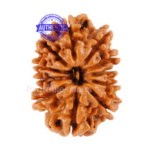 Load image into Gallery viewer, 11 Mukhi Nepalese Rudraksha - Bead No. 68