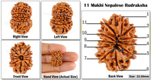 Load image into Gallery viewer, 11 Mukhi Nepalese Rudraksha - Bead No. 68