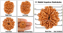 Load image into Gallery viewer, 11 Mukhi Nepalese Rudraksha - Bead No. 69